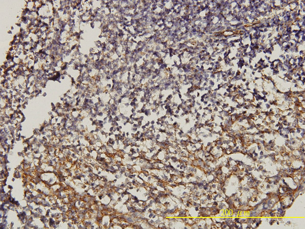 CD58 Antibody in Immunohistochemistry (Paraffin) (IHC (P))