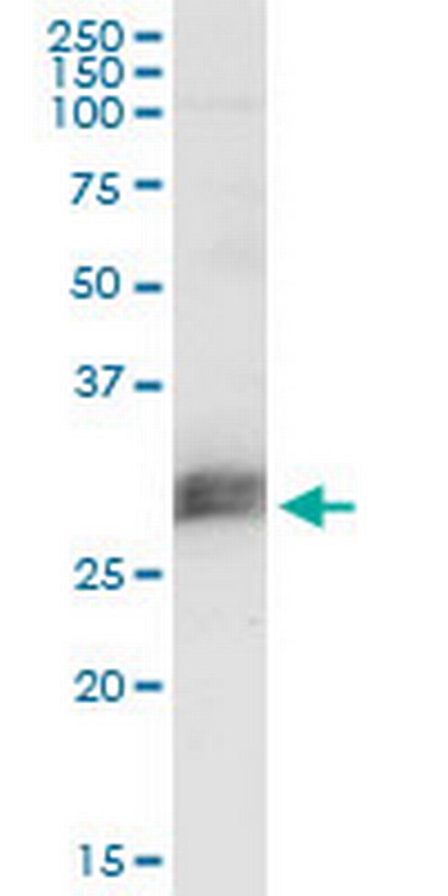 CD151 Antibody in Western Blot (WB)