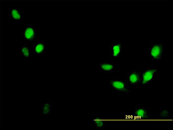 CDC2 Antibody in Immunocytochemistry (ICC/IF)