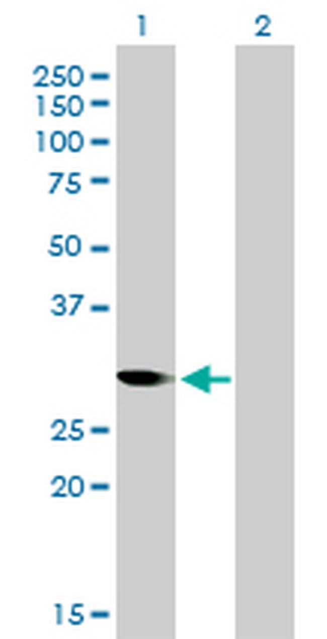 CDC2 Antibody in Western Blot (WB)