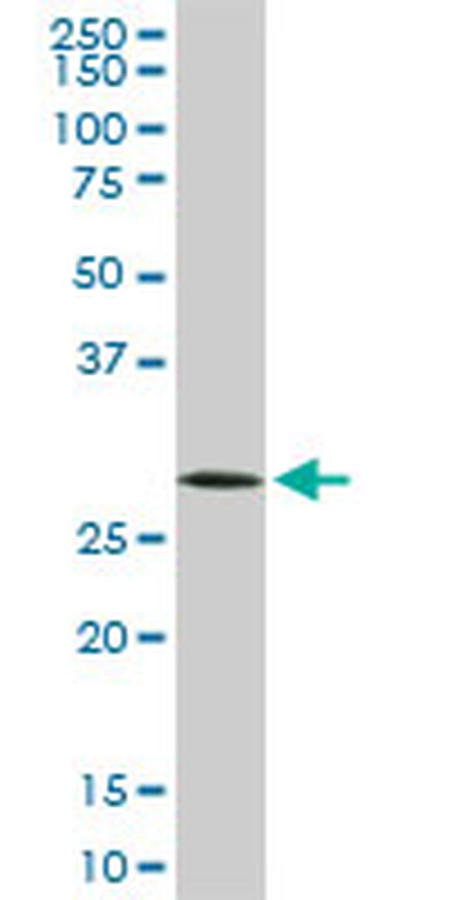 CDC2 Antibody in Western Blot (WB)