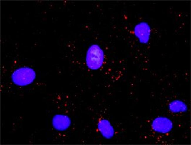 CDC6 Antibody in Proximity Ligation Assay (PLA) (PLA)