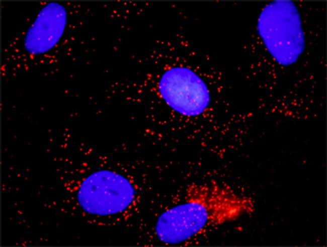 CDC6 Antibody in Proximity Ligation Assay (PLA) (PLA)