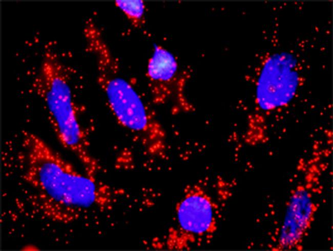 CDC6 Antibody in Proximity Ligation Assay (PLA) (PLA)