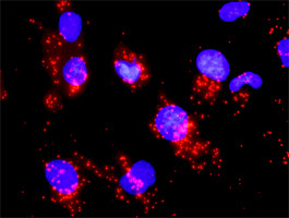 CDC25A Antibody in Proximity Ligation Assay (PLA) (PLA)