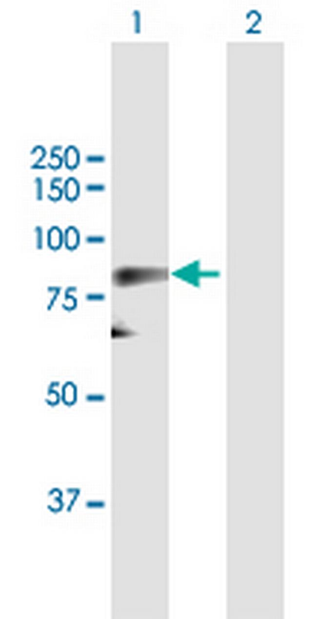 CDC25B Antibody in Western Blot (WB)