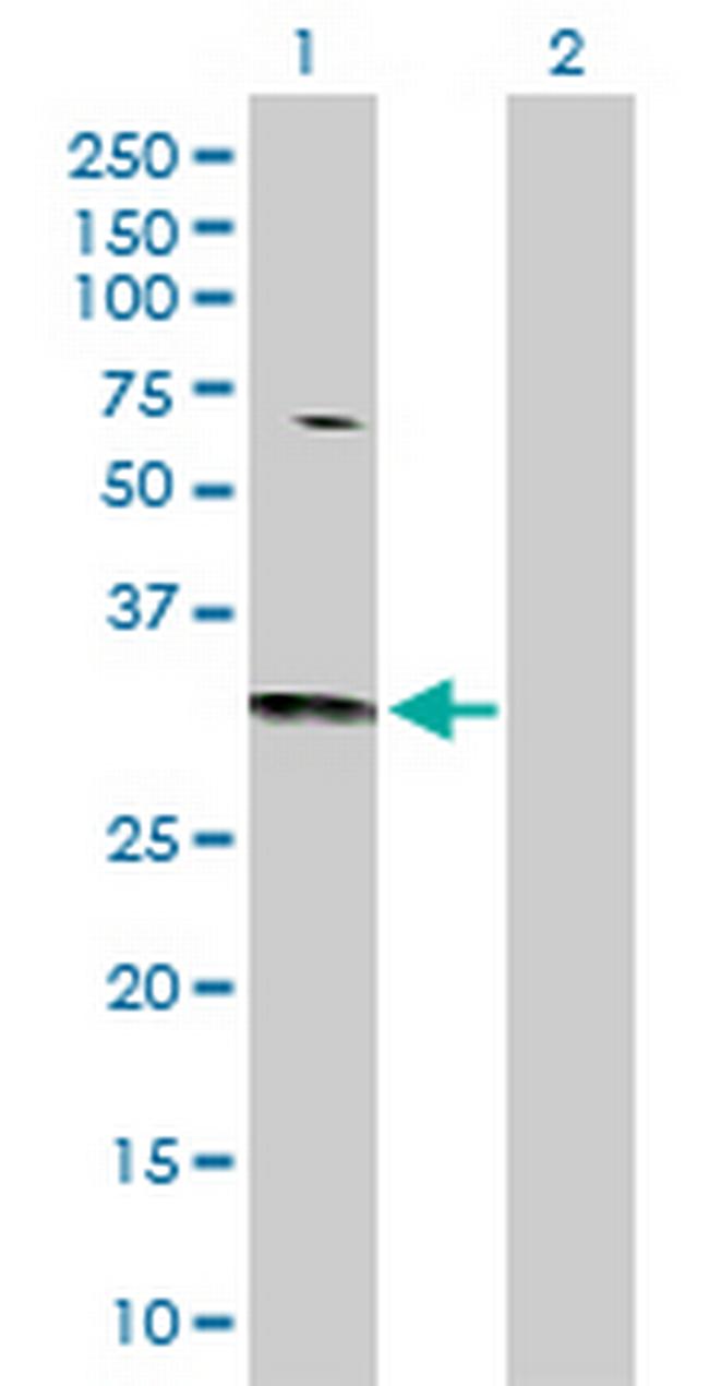 CDC42 Antibody in Western Blot (WB)