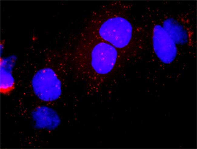 CDK7 Antibody in Proximity Ligation Assay (PLA) (PLA)