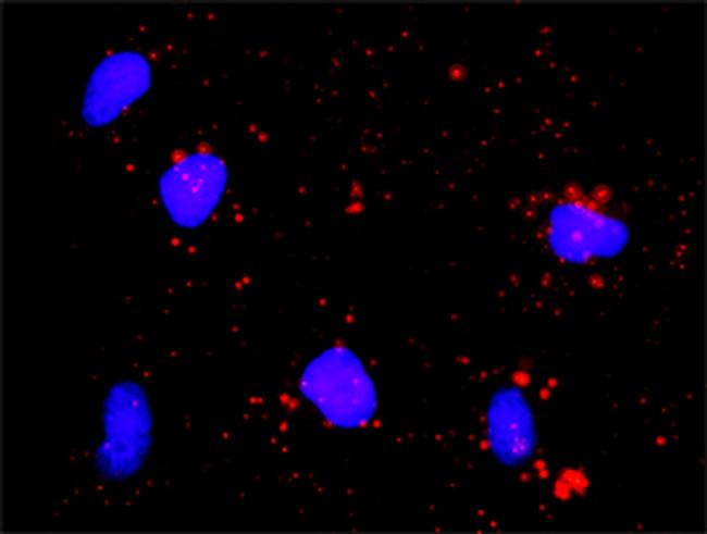 CDK7 Antibody in Proximity Ligation Assay (PLA) (PLA)