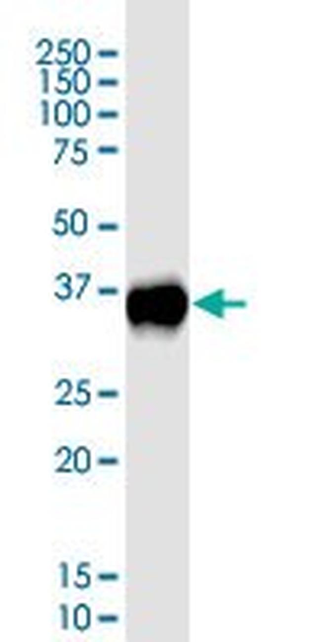 CDX2 Antibody in Western Blot (WB)