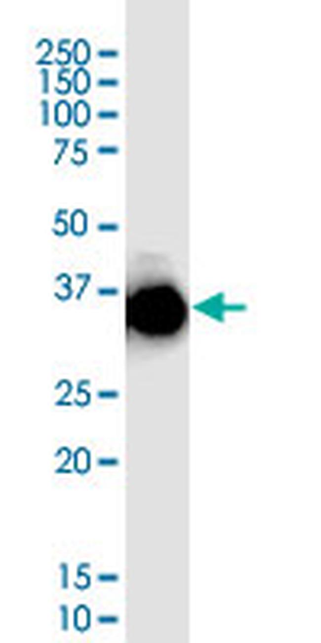 CDX2 Antibody in Western Blot (WB)