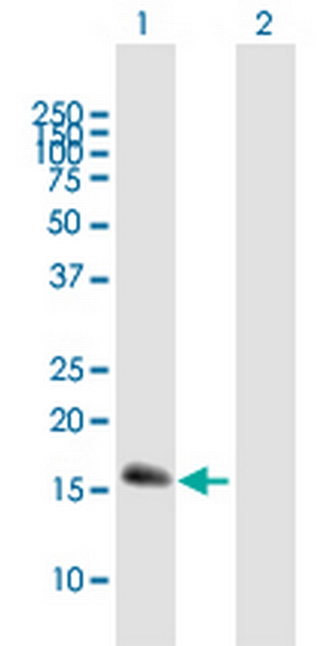 CEBPG Antibody in Western Blot (WB)