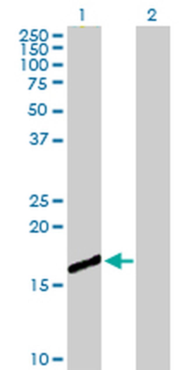 CEBPG Antibody in Western Blot (WB)