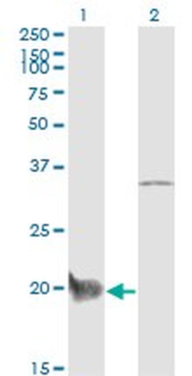 CEBPG Antibody in Western Blot (WB)