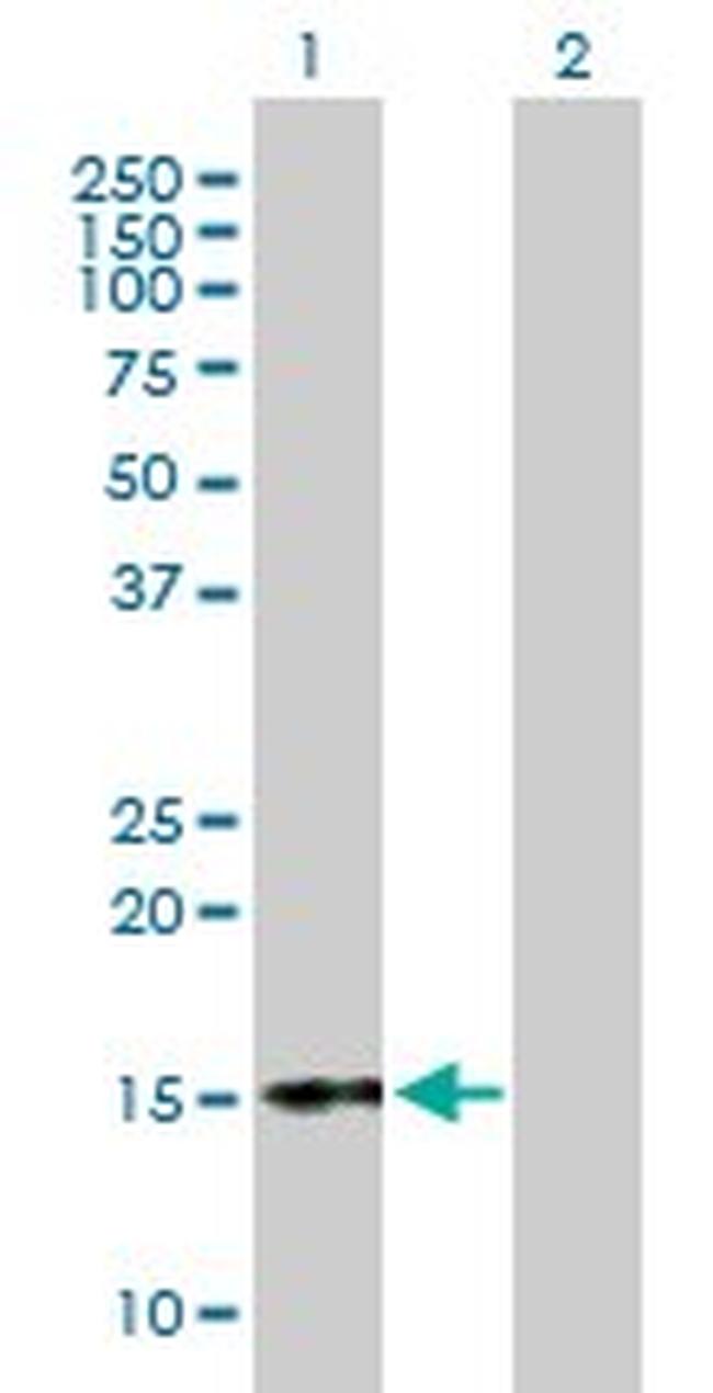 CGA Antibody in Western Blot (WB)