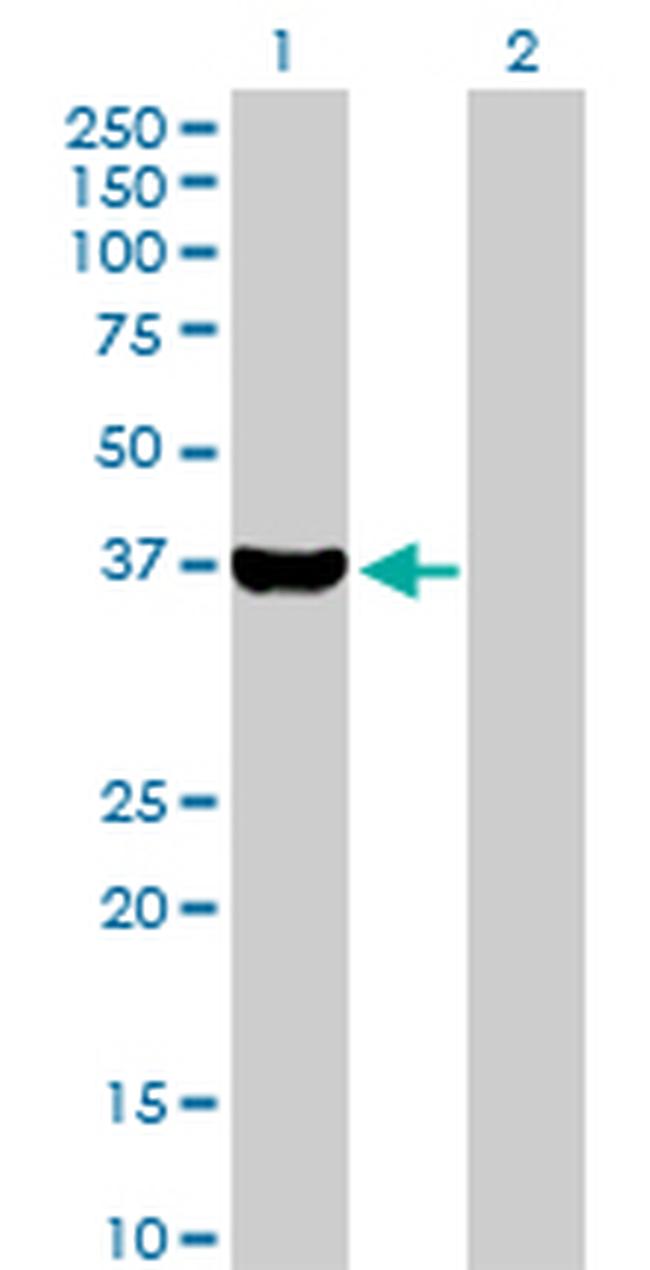 AKR1C4 Antibody in Western Blot (WB)