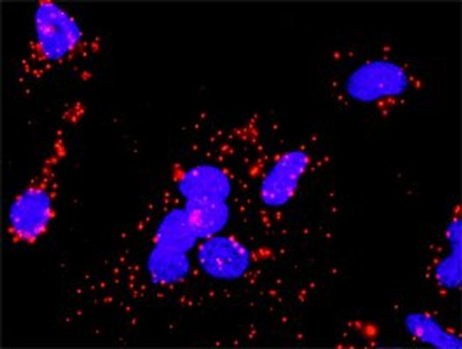 CHUK Antibody in Proximity Ligation Assay (PLA) (PLA)