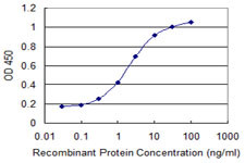 CKMT1B Antibody in ELISA (ELISA)