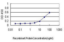 TPP1 Antibody in ELISA (ELISA)