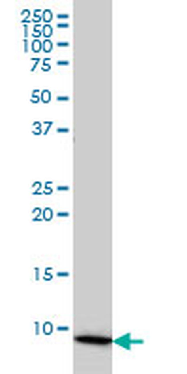 COX6B1 Antibody in Western Blot (WB)