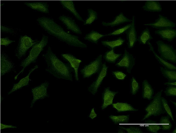 COX6C Antibody in Immunocytochemistry (ICC/IF)