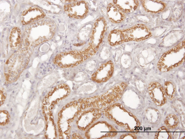 COX6C Antibody in Immunohistochemistry (Paraffin) (IHC (P))