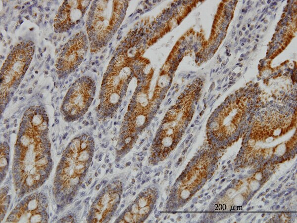 COX6C Antibody in Immunohistochemistry (Paraffin) (IHC (P))