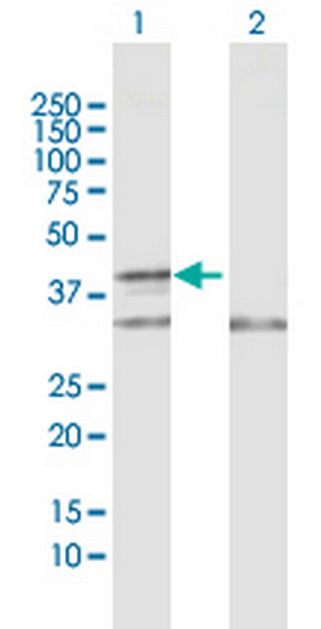 COX10 Antibody in Western Blot (WB)