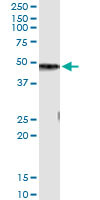 CPB1 Antibody in Immunoprecipitation (IP)