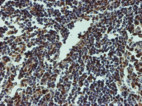 CREB1 Antibody in Immunohistochemistry (Paraffin) (IHC (P))