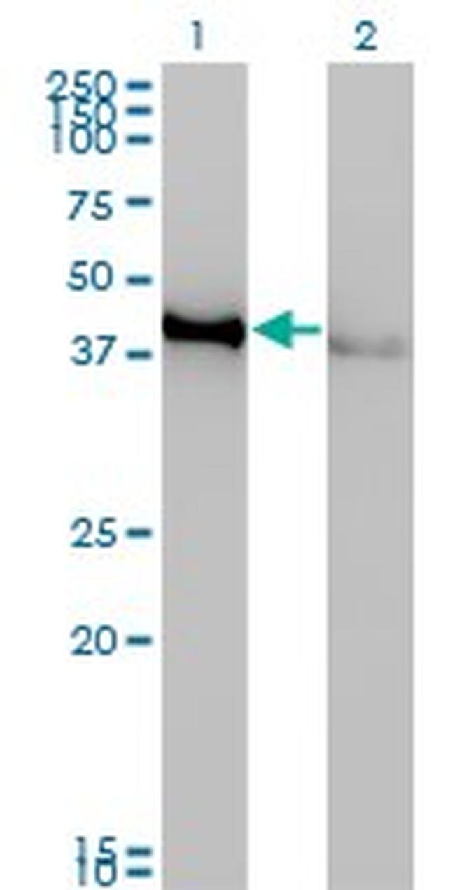 CREB1 Antibody in Western Blot (WB)