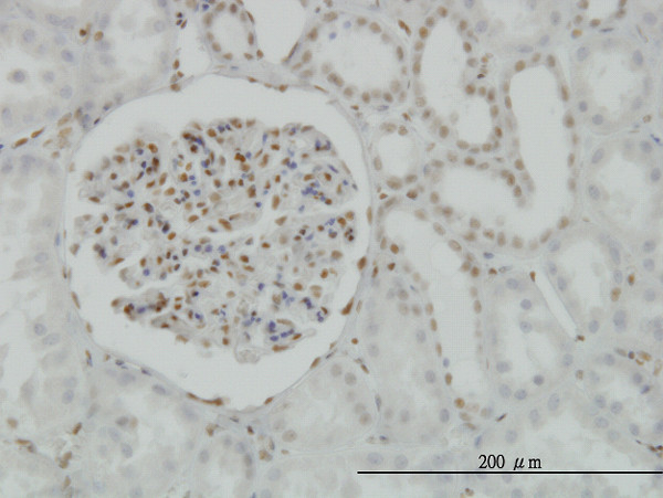 CREB1 Antibody in Immunohistochemistry (Paraffin) (IHC (P))