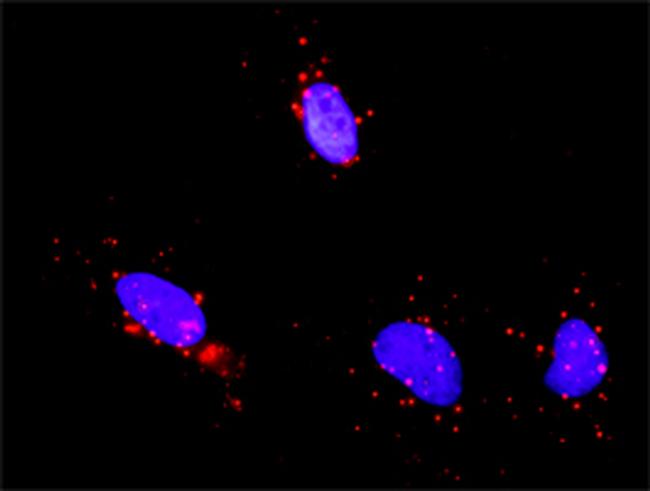 CREB1 Antibody in Proximity Ligation Assay (PLA) (PLA)