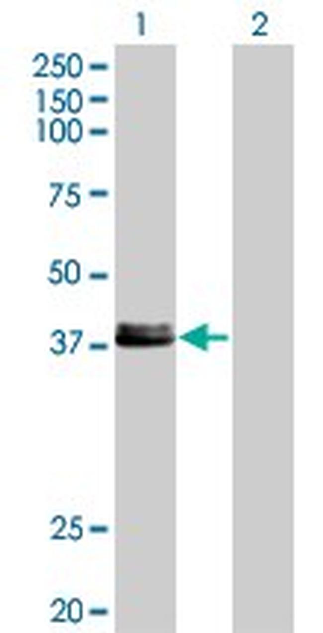 CREB1 Antibody in Western Blot (WB)