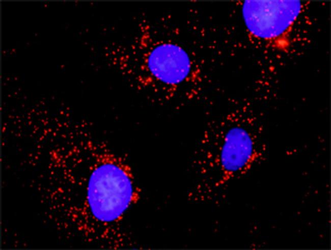 CRKL Antibody in Proximity Ligation Assay (PLA) (PLA)