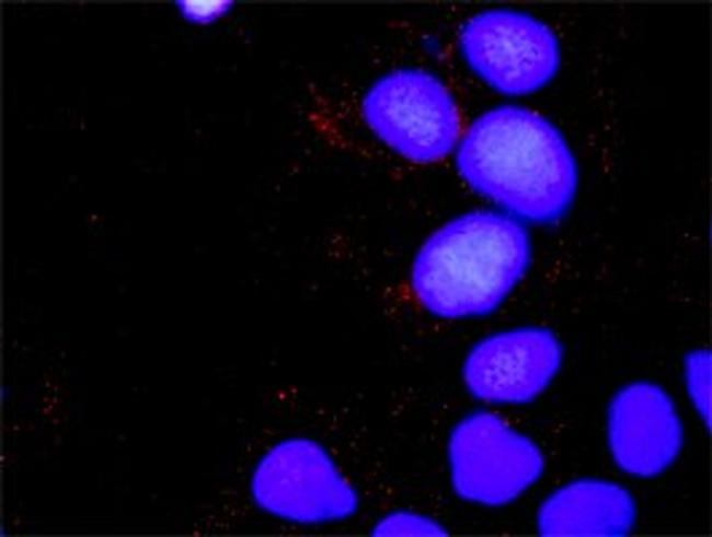 CRKL Antibody in Proximity Ligation Assay (PLA) (PLA)