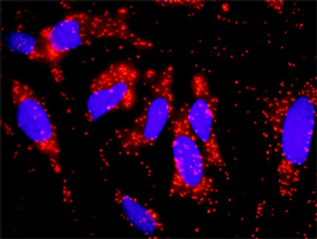 CRKL Antibody in Proximity Ligation Assay (PLA) (PLA)