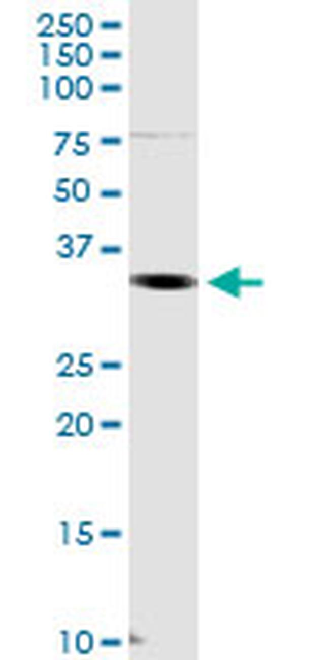 CRKL Antibody in Western Blot (WB)