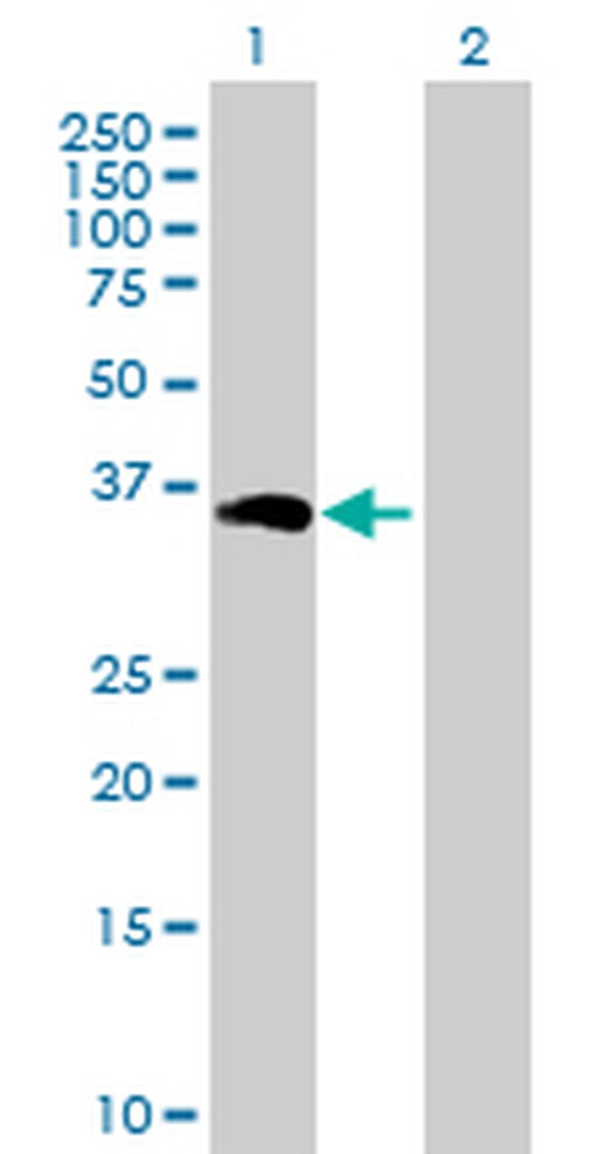 CRKL Antibody in Western Blot (WB)