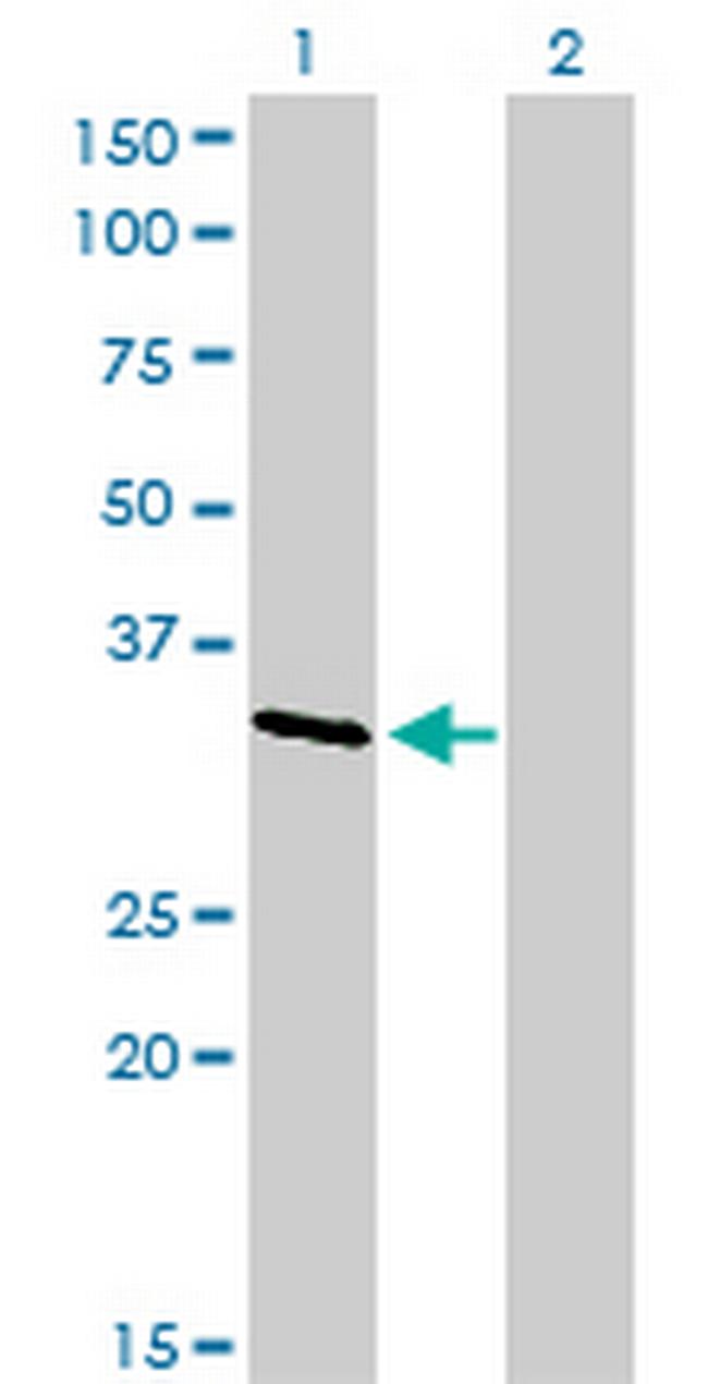 CRKL Antibody in Western Blot (WB)