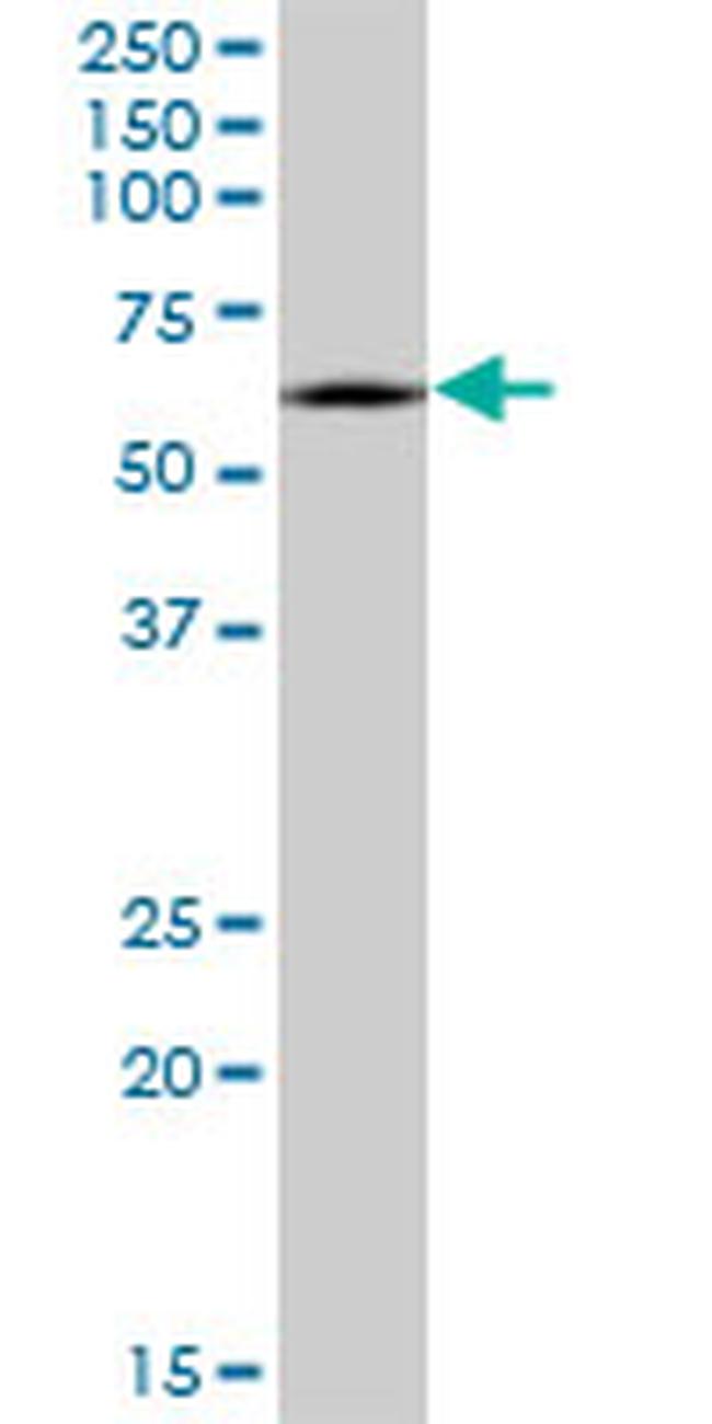 CRMP1 Antibody in Western Blot (WB)