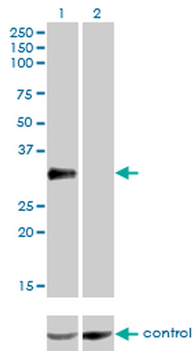 CRX Antibody in Western Blot (WB)