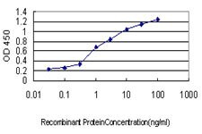 CRX Antibody in ELISA (ELISA)