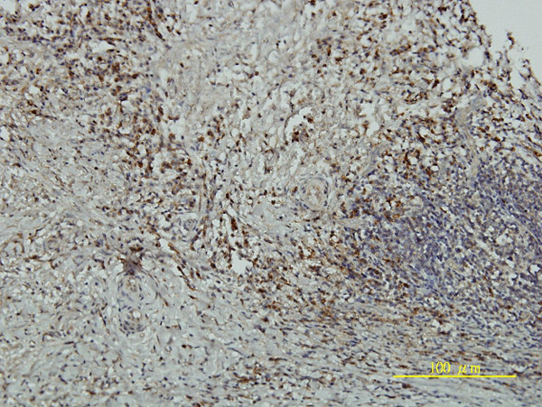 CRY1 Antibody in Immunohistochemistry (Paraffin) (IHC (P))