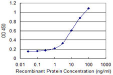 CRYBA4 Antibody in ELISA (ELISA)