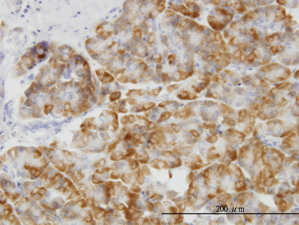 MAPK14 Antibody in Immunohistochemistry (Paraffin) (IHC (P))