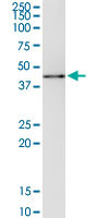 MAPK14 Antibody in Immunoprecipitation (IP)