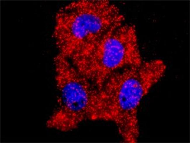 MAPK14 Antibody in Proximity Ligation Assay (PLA) (PLA)