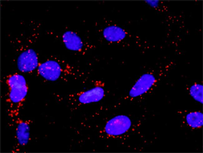 MAPK14 Antibody in Proximity Ligation Assay (PLA) (PLA)