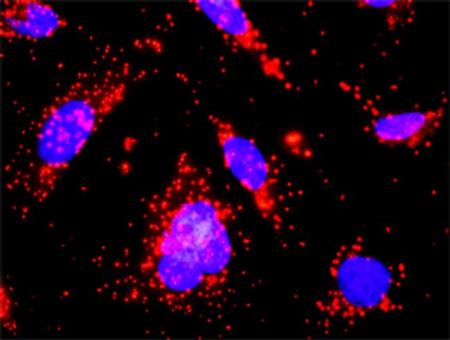 CSF2RA Antibody in Proximity Ligation Assay (PLA) (PLA)